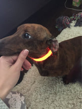 LED Night Safety Glow Collar